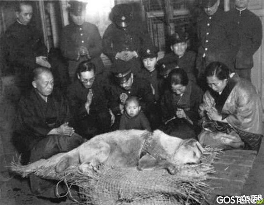 Hachiko before his burial in 1935
