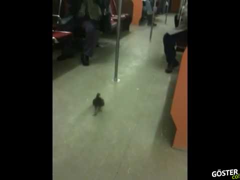 Metro ile Yolculuk Yapan Güvercin