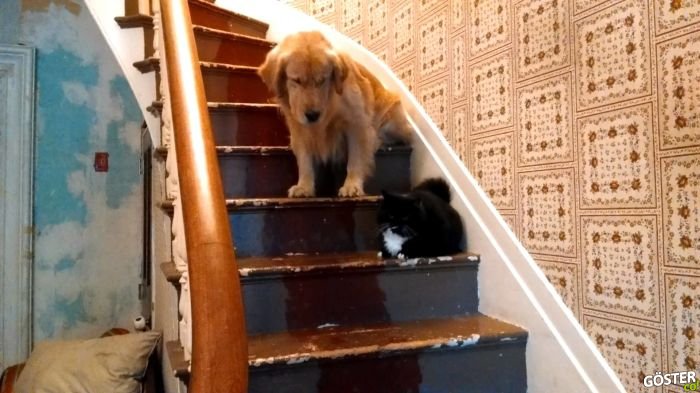 Basamaktan İnmekten Korkan ama Çıkabilen Golden Retriever