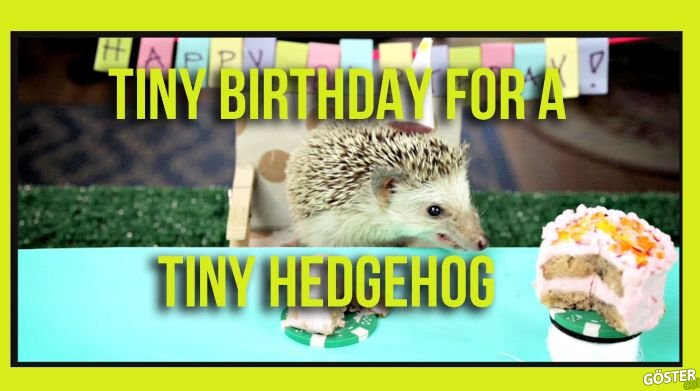 Minik Kirpi ve Hamster’ın Doğum Günü Partisi