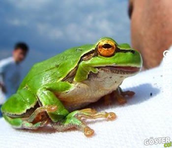 ranidafobi