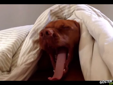 Sabah Alarmından En Az İnsanlar Kadar Nefret Eden Köpek