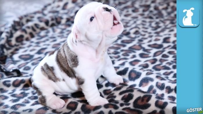 Havlamaya Çalışan Yavru Bulldog Sevimlilikten Ölmek Üzere