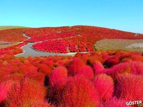 Yaprakların Renklerine Aşık Olacaksınız – Japonya’da Sonbahar