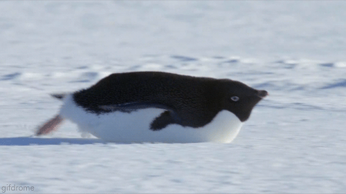 kendini kaykay zanneden, buzda kayan penguen
