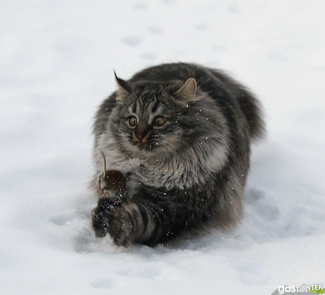 01063a274582b58839c9571cb4707c44_650x