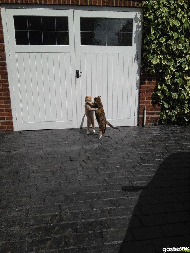 80e7673bfbd74072c829467e715cbb95_650x