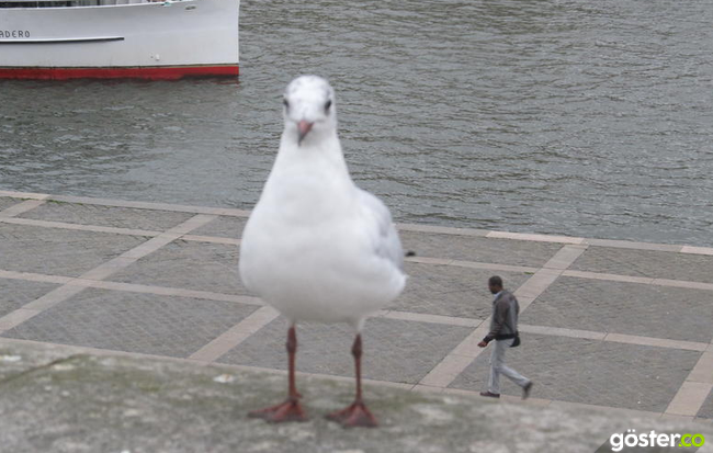 b26a40e685fc07bea754937981f1d94a_650x