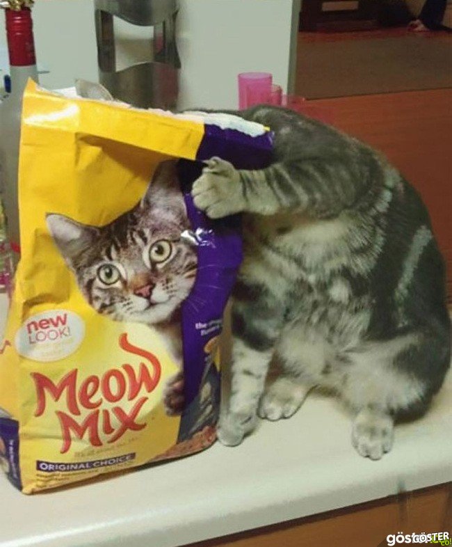 d31320419cb5a3b3f8d9489eca8179ab_650x