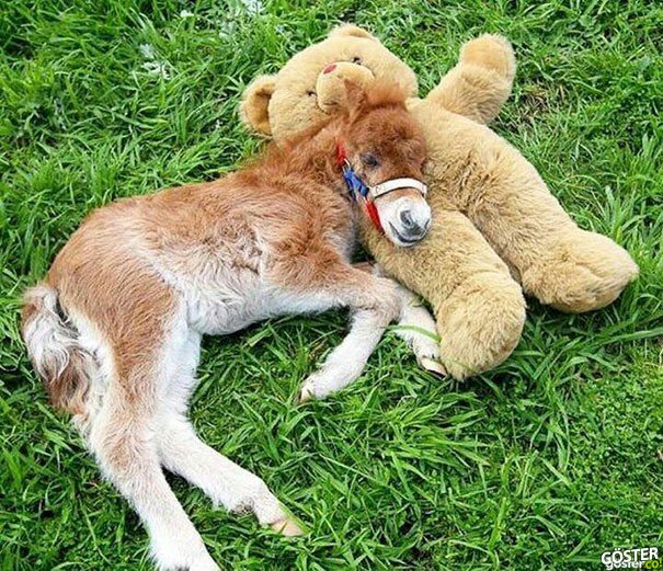 tiny-horses-20__605