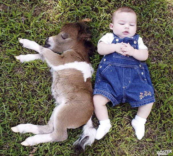 tiny-horses-21__605