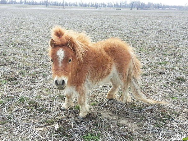 tiny-horses-5__605