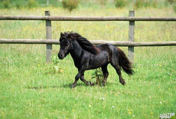 tiny-horses-9__605