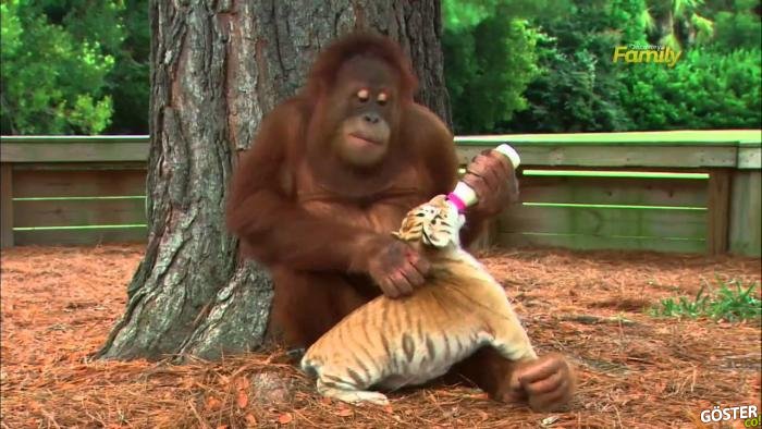 Yavru Kaplanlara Annelik Yapan Şefkatli Orangutan