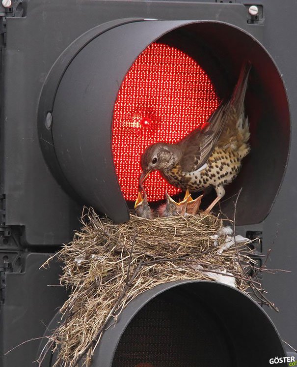 bird-nests-unusual-places-12__605