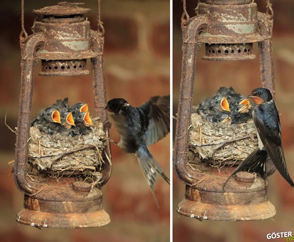 bird-nests-unusual-places-1__605