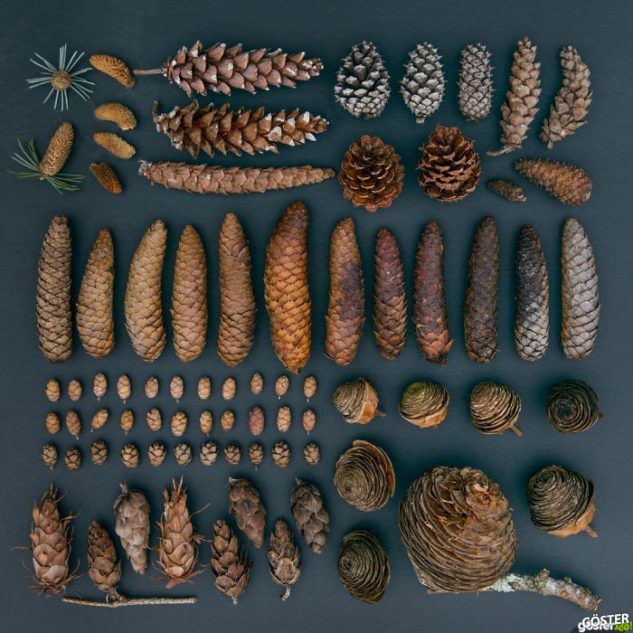 everyday-objects-arrangements-emily-blincoe-20