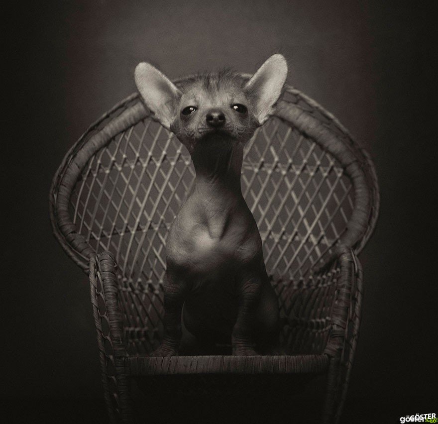 expressive-animal-portraits-human-emotions-vincent-legrange-10