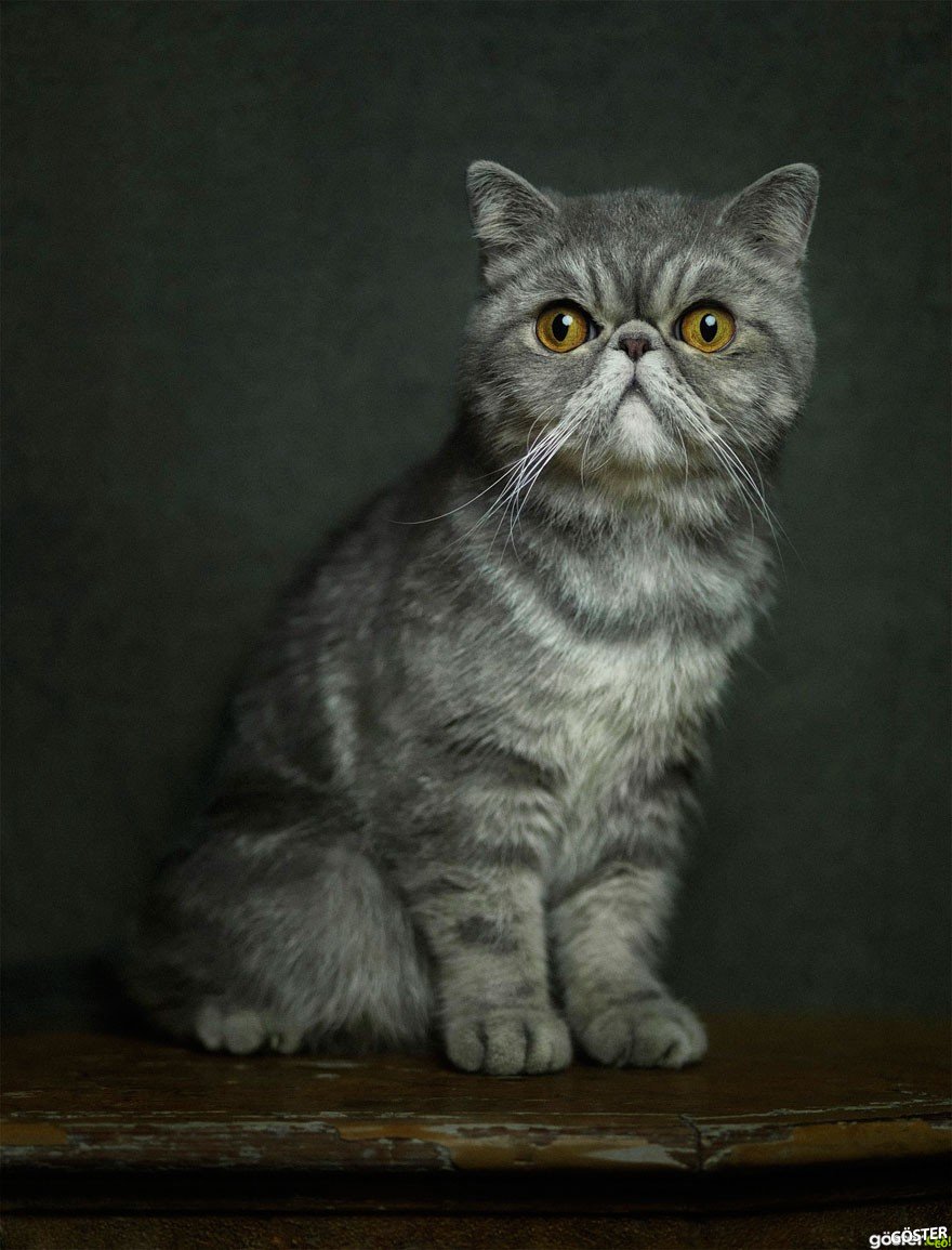 expressive-animal-portraits-human-emotions-vincent-legrange-12