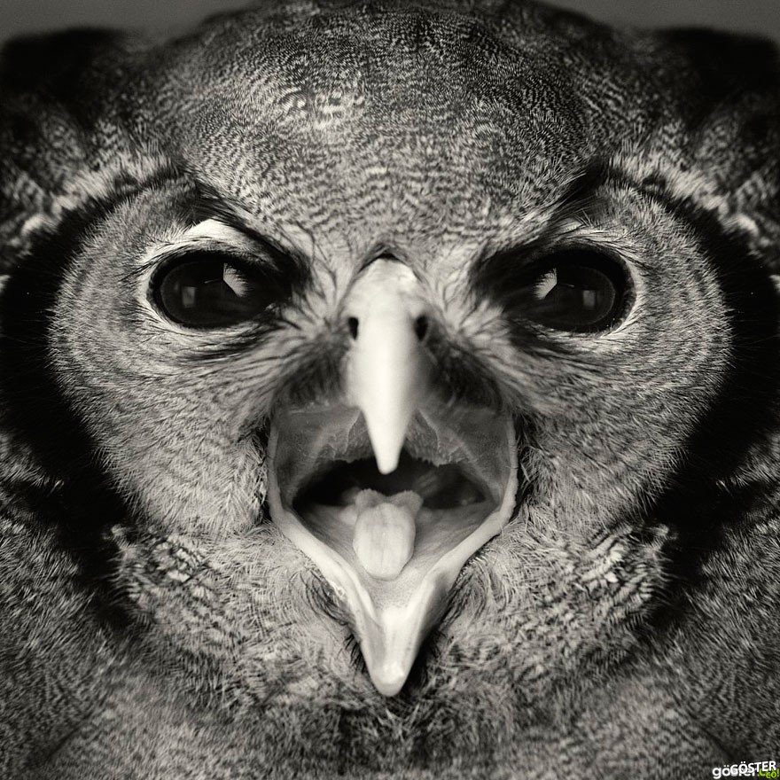expressive-animal-portraits-human-emotions-vincent-legrange-13