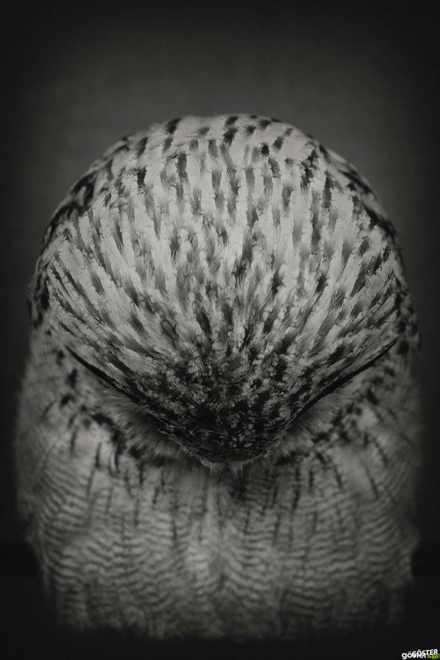 expressive-animal-portraits-human-emotions-vincent-legrange-14