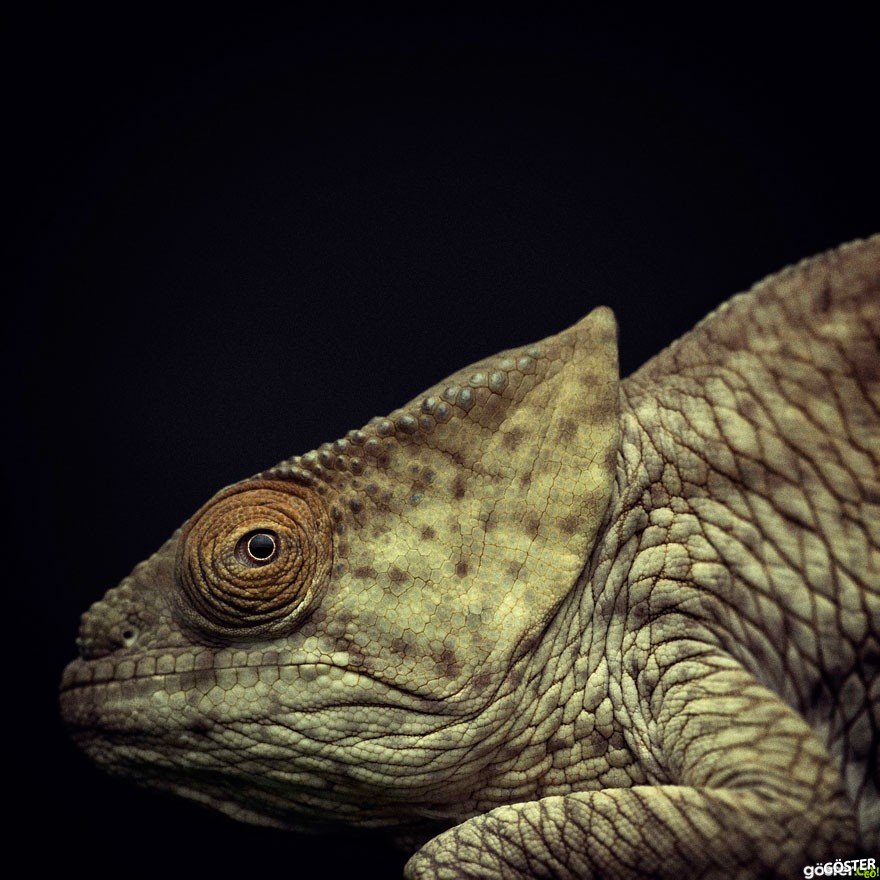 expressive-animal-portraits-human-emotions-vincent-legrange-15