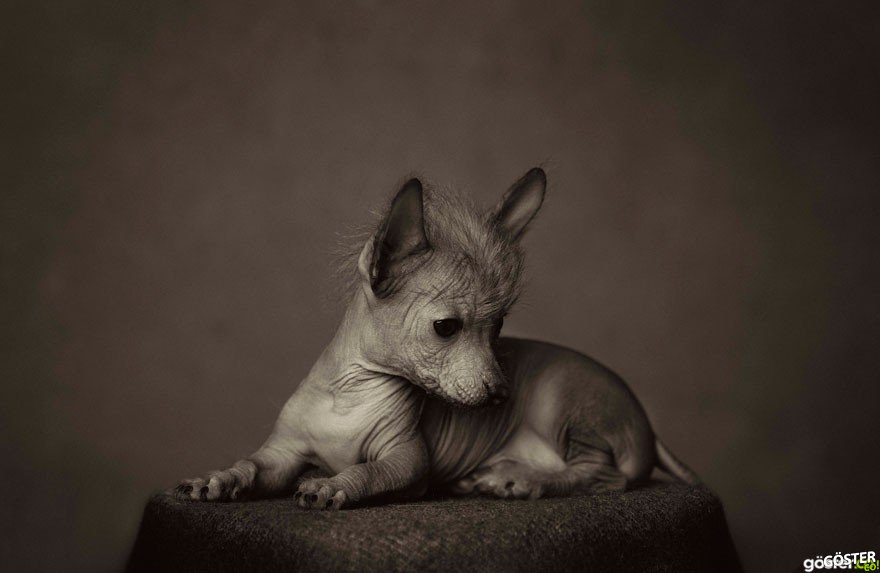 expressive-animal-portraits-human-emotions-vincent-legrange-4
