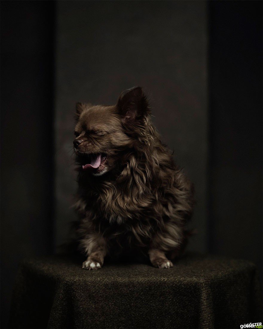 expressive-animal-portraits-human-emotions-vincent-legrange-5