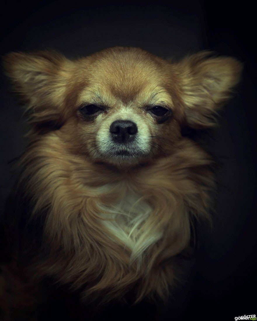 expressive-animal-portraits-human-emotions-vincent-legrange-6