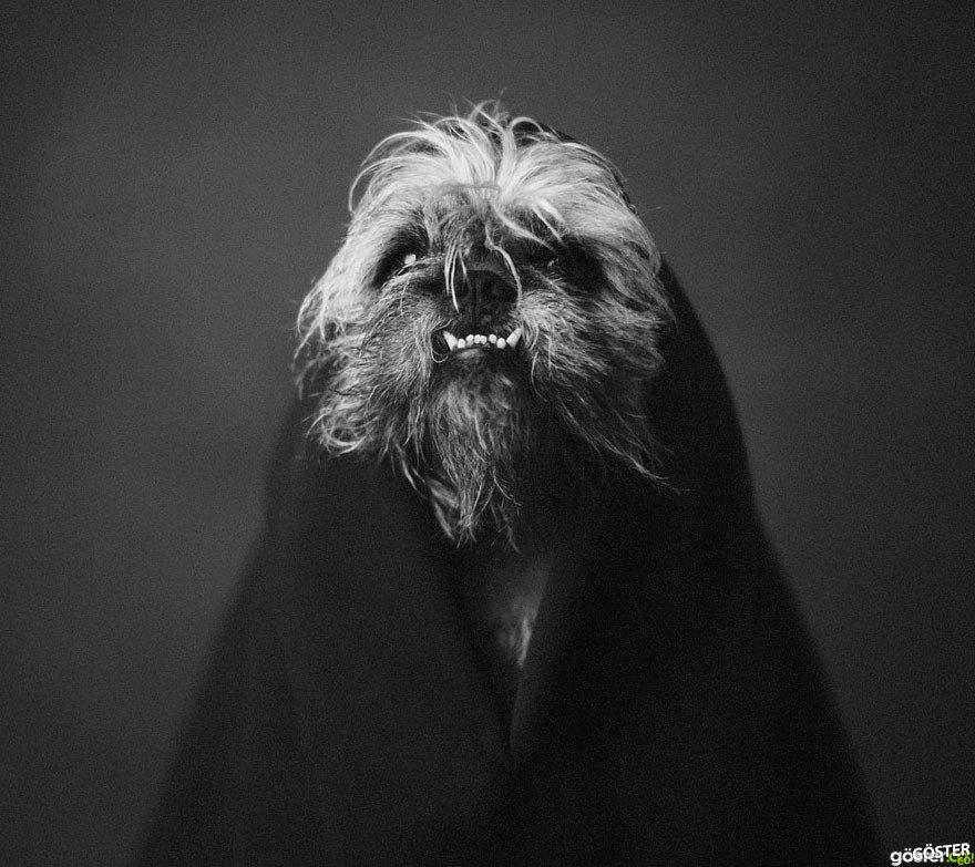 expressive-animal-portraits-human-emotions-vincent-legrange-7