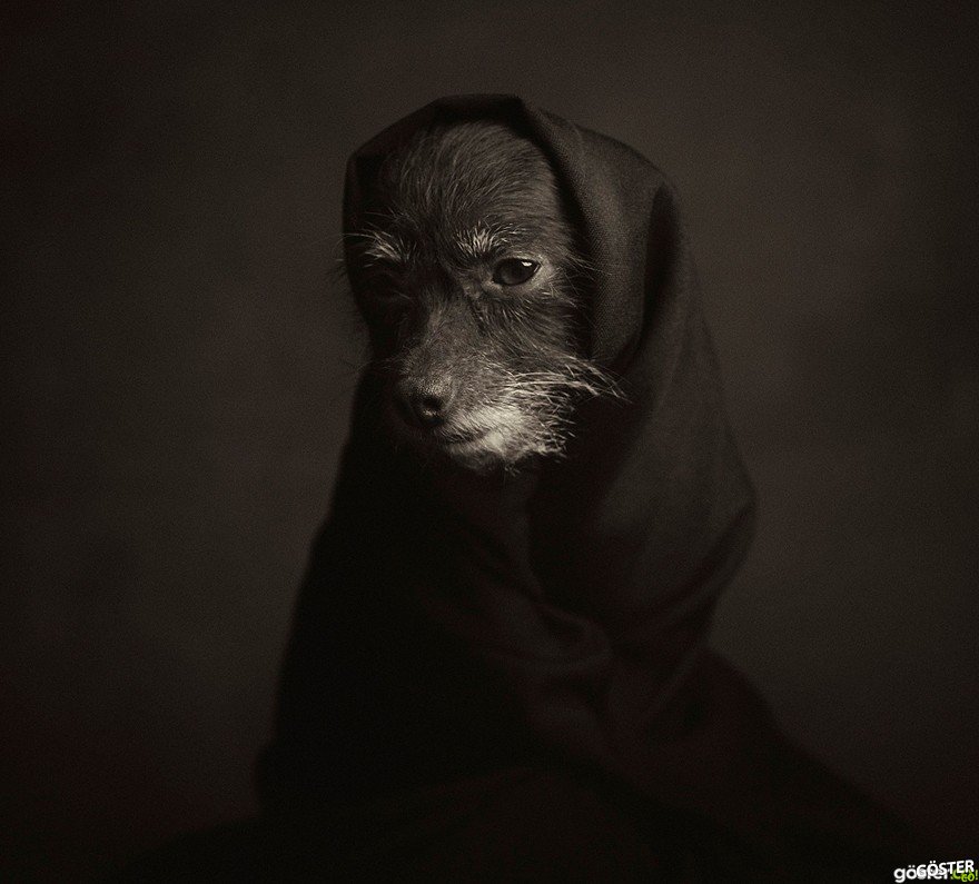 expressive-animal-portraits-human-emotions-vincent-legrange-9