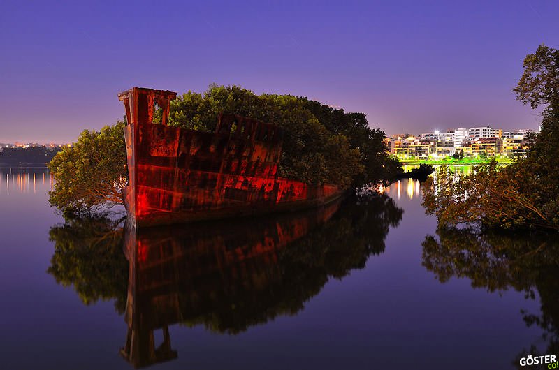 102-year-old ship is a floating forest
