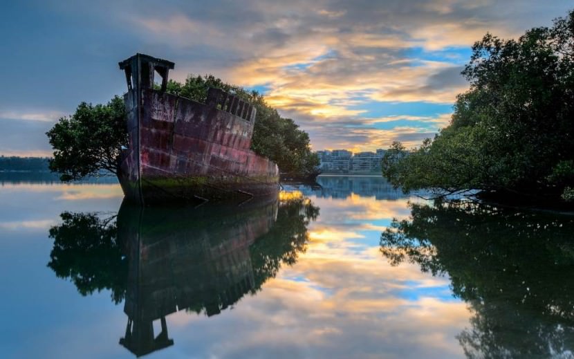 102 year old floating forrest in Sydney, Australia