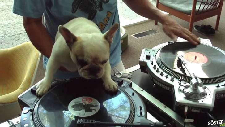 DJ’den iyi DJ’lik Yapsa da Pek Umrunda Olmayan Fransız Buldog