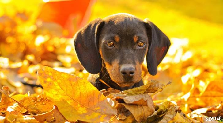 livethepetlife.com