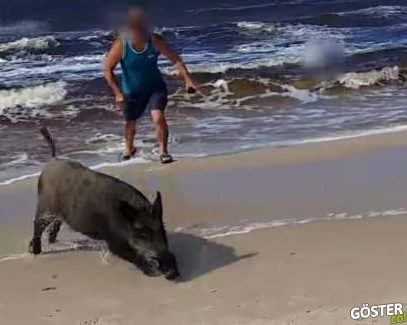 Hiç Beklenmedik Anda Plajda Güneşlenenlere Saldıran Domuz