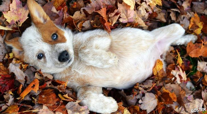 thedailycute.com
