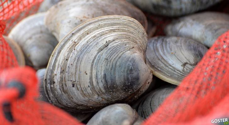 seagrant.gso.uri.edu