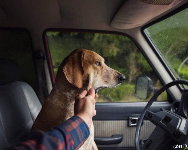 16046060-R3L8T8D-900-dog-traveling-car-motorcycle-maddie-on-road-4