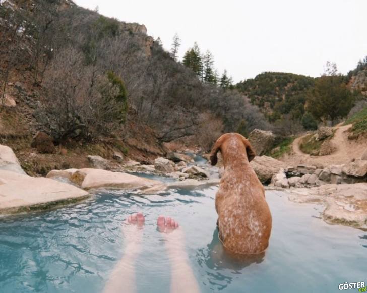 16047810-R3L8T8D-900-dog-traveling-car-motorcycle-maddie-on-road-17