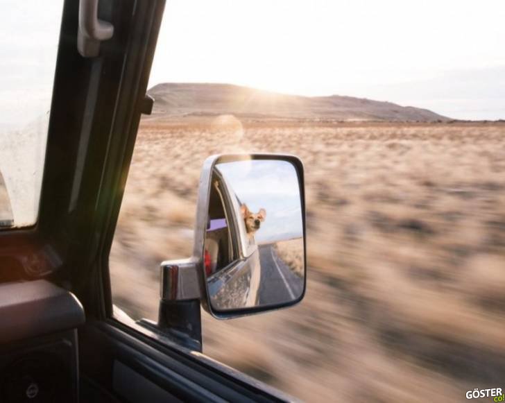 16047910-R3L8T8D-900-dog-traveling-car-motorcycle-maddie-on-road-18