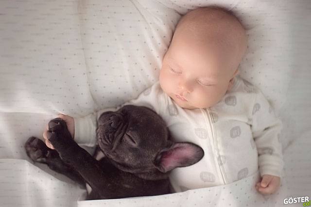 Aynı Gün Doğan Bebek ve Bulldog Cinsi Köpeğin Yanakları Isırılası 9 Fotoğrafı