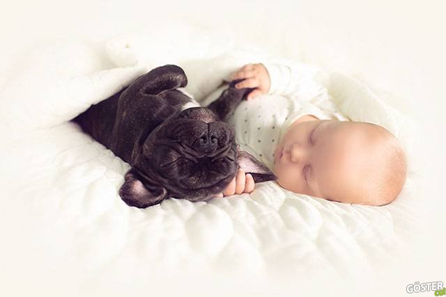 babyandbulldog5