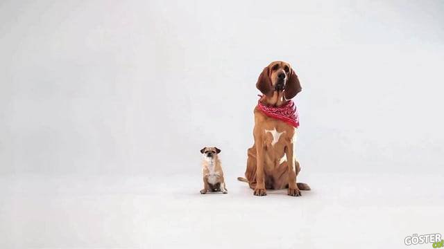 Büyük Bir Dünya’da “Küçük Bir Köpek”
