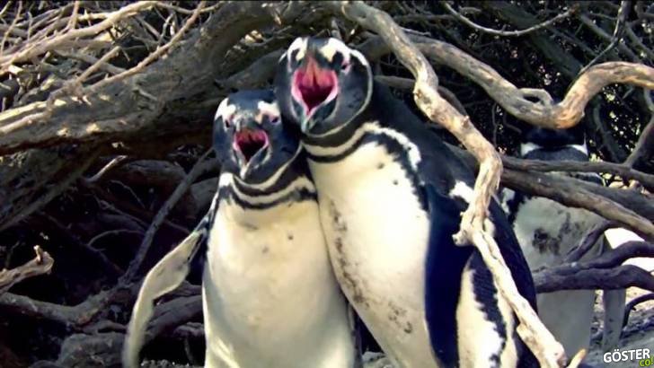 Eşini Başka Erkekle Basan Penguen için Yazılmış Hüzünlü Bir Hikaye