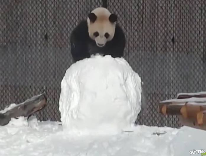 Kardanadam ile Dövüşen Panda, Yeni İnternet Fenomeni