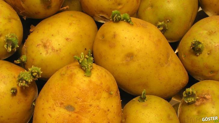 Patatesin 11 Aylık Filizlenme Süreci 2 Dakikaya Sıkıştırılırsa