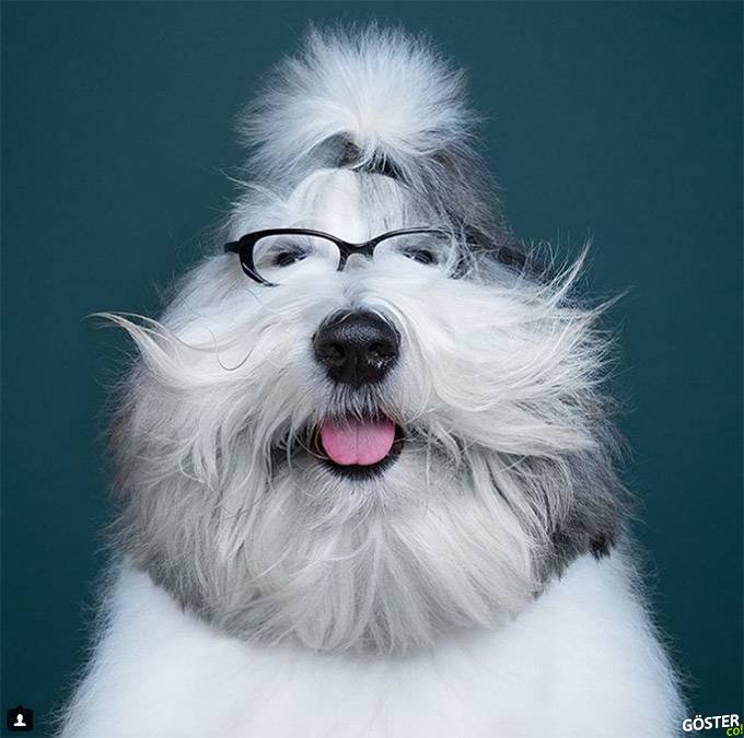 Köpeklerin en insan gibi görünen mimiklerini yakalayan fotoğrafçıdan 6 fotoğraf