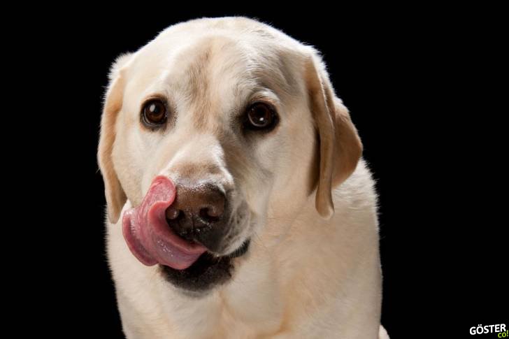 Ölmüş Olsanız, Köpeğiniz Sizi Yer miydi? (Gerçeklerle Yüzleşin)