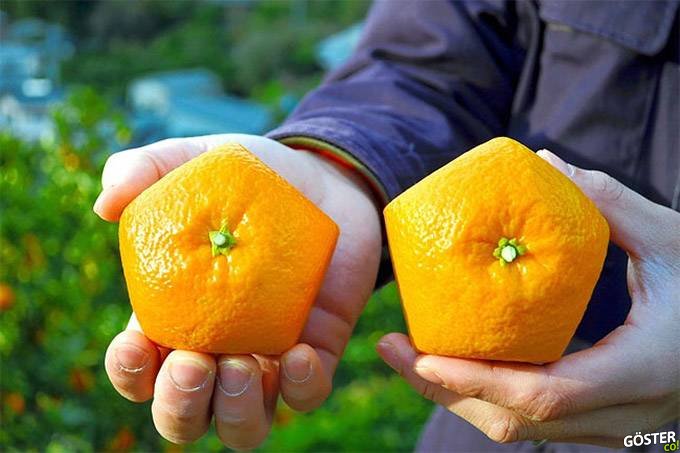 Pentagon Shaped Oranges